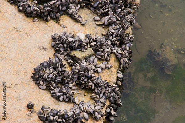 Obraz Mejillones en sus rocas