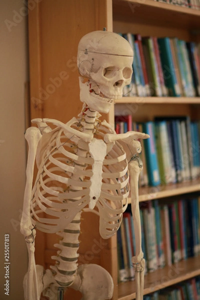 Fototapeta skeleton in the room