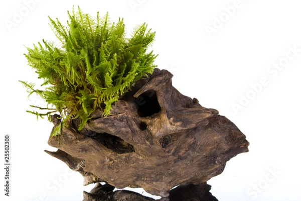 Obraz Moss on a stump