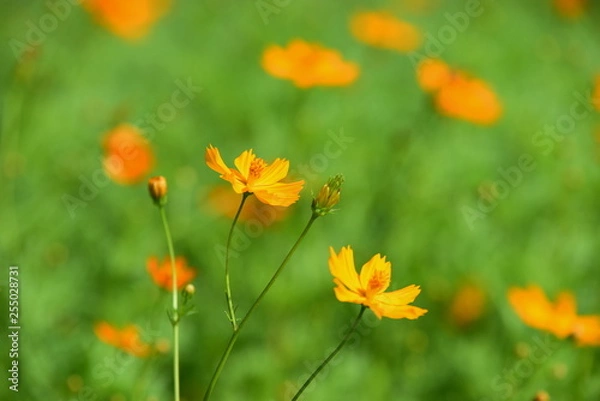 Fototapeta beautiful flowers and green leaves.Green leaves with beautiful sunlight Used as a background image. Colorful flowers With insects. Beautiful colorful flowers on the trees and green leaves on days.