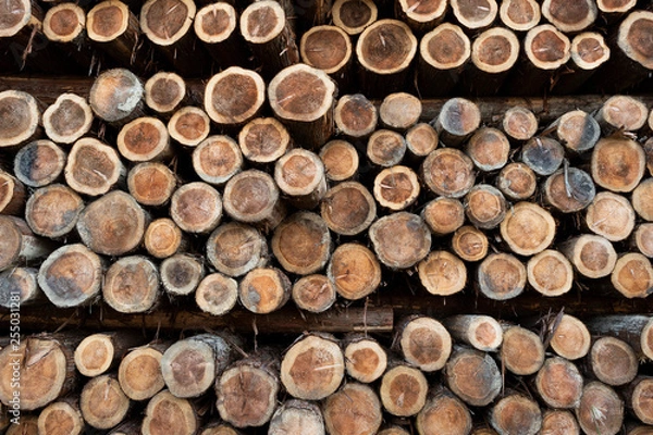 Fototapeta 材木置場