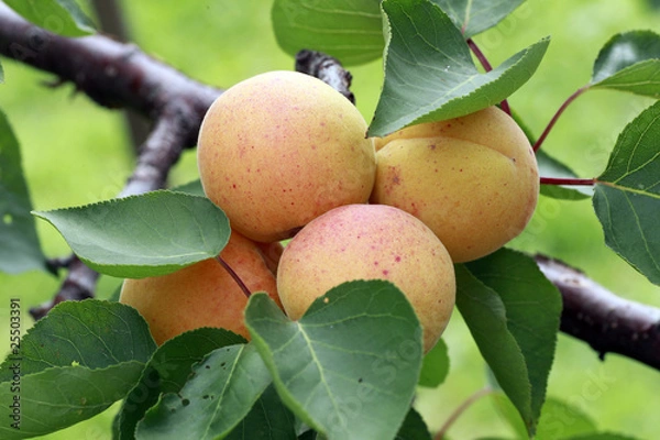 Obraz Wachauer Marille