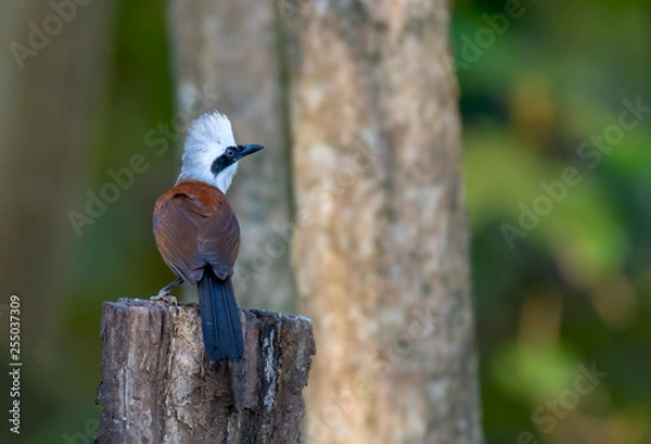 Obraz White-crested Laughingthrush on branch in nature.