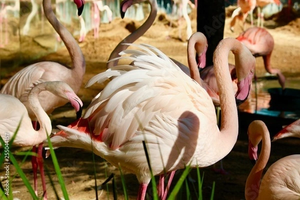 Fototapeta Flamingos