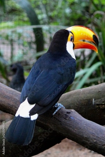 Fototapeta Toco Toucan