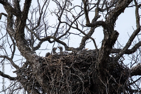 Obraz March 10, 2019: Llano County Eagles: