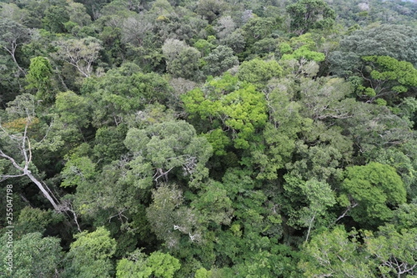 Fototapeta Florest Amazonic Brazil