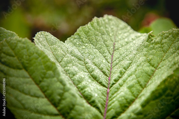 Fototapeta green leafs with dew