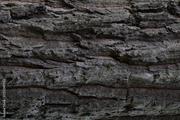 Fototapeta Texture - a bark of an old tree