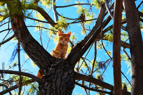 Fototapeta Miau-Strbol