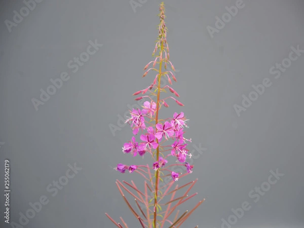 Fototapeta Wildflower