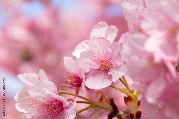 Fototapeta 満開の河津桜のクローズアップ