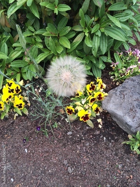 Obraz Time to make a wish