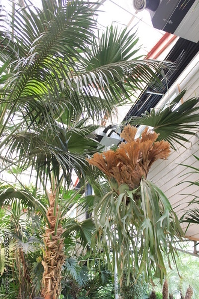 Obraz palm tree in garden