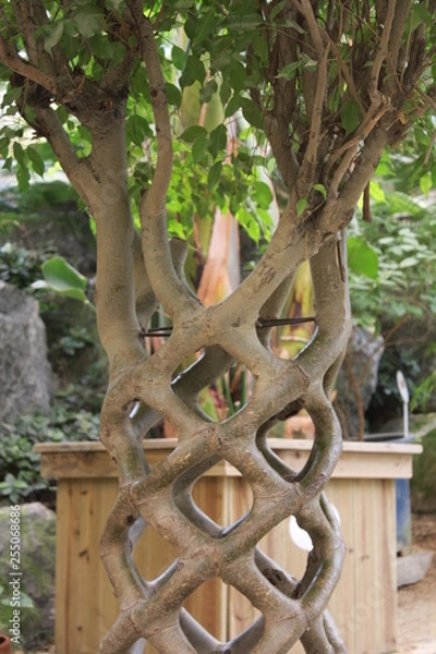 Obraz tree in garden