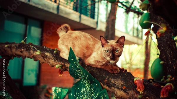 Fototapeta cat on a tree