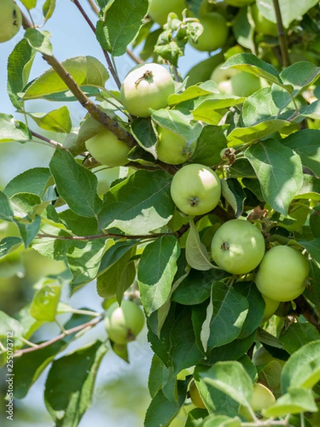 Obraz Branch of apple tree with fruits in a garden.