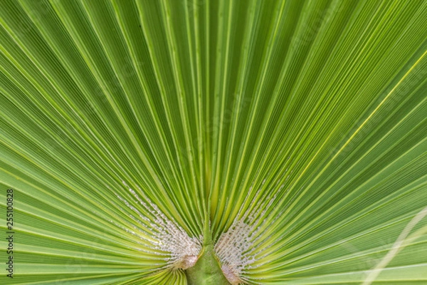 Fototapeta Palmenblatt Makro