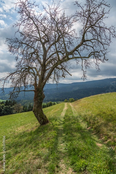 Obraz Baum am Feldweg