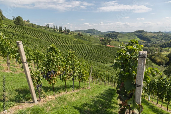 Obraz Weinberge in der Steiermark