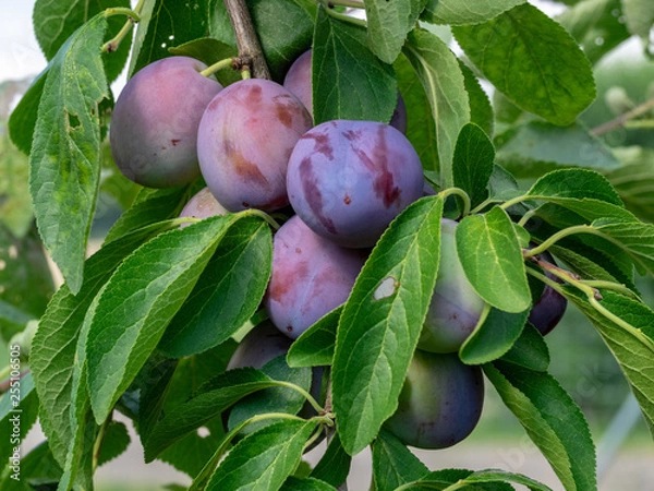 Obraz Zwetschge Ersinger