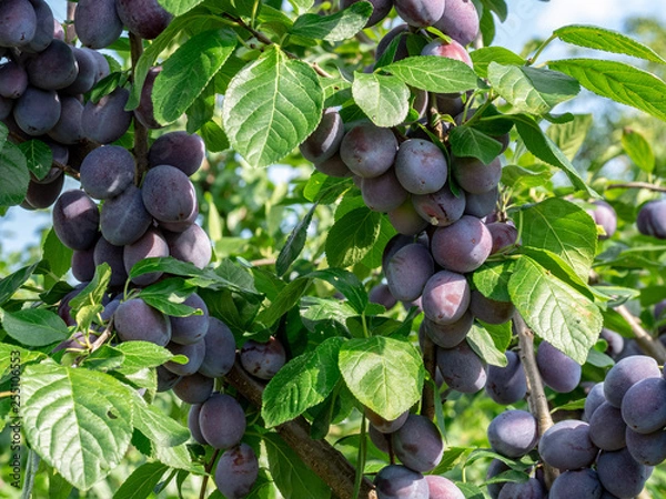 Obraz Bühler Zwetschge