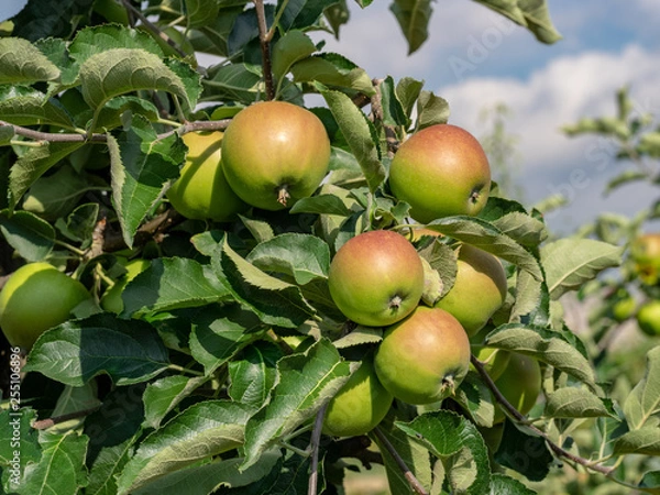 Obraz Apfel Jonagold