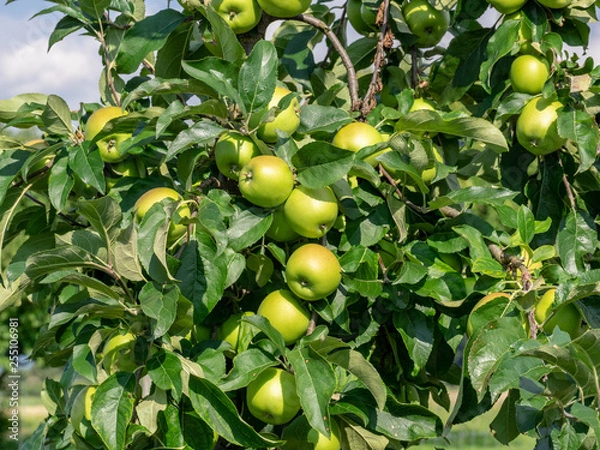 Obraz Apfel Delbarestivale