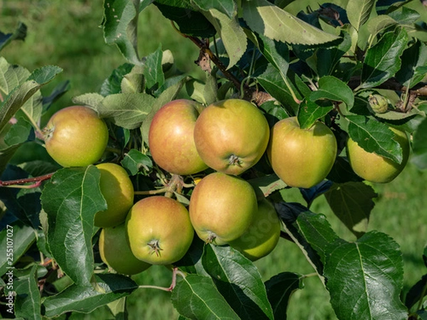 Obraz Apfel Gala Galaxy