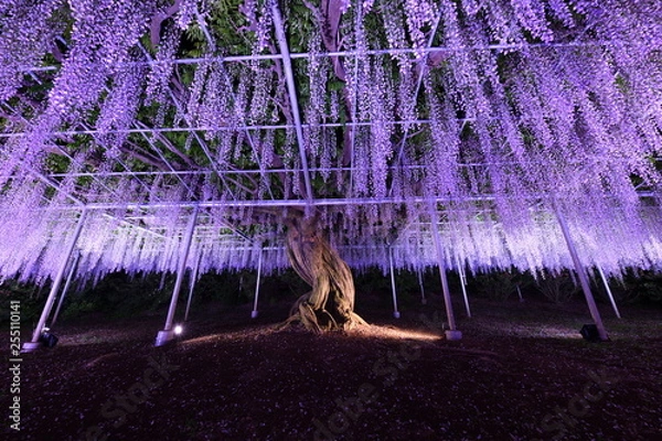 Obraz 足利フラワーパーク