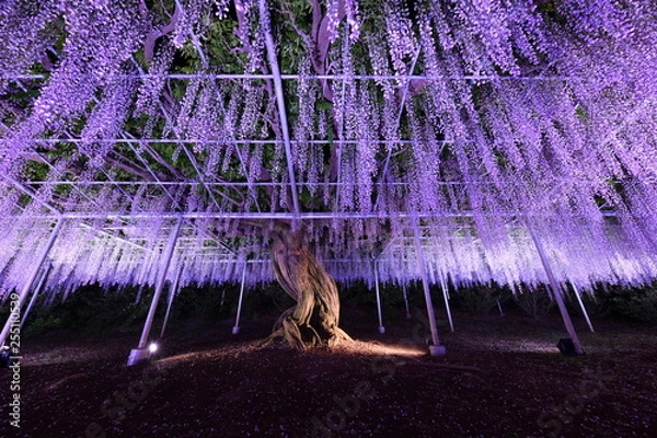 Obraz 足利フラワーパーク