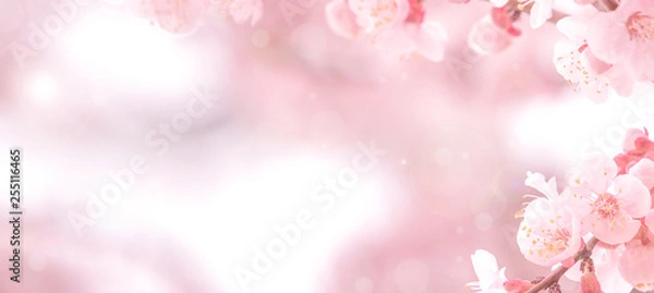 Obraz Cherry blossom in spring for background or copy space for text