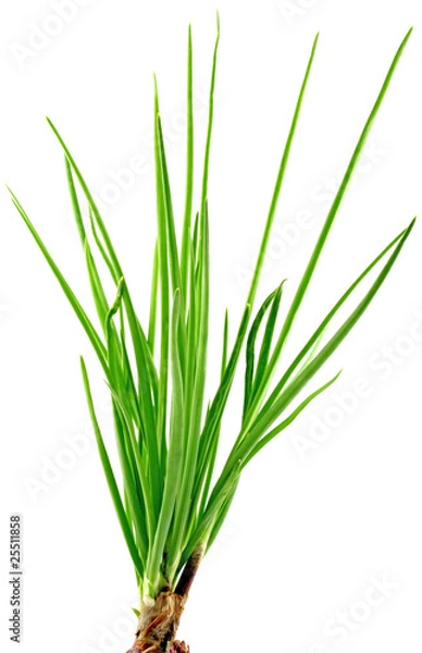 Fototapeta feuilles d'échalote, fond blanc
