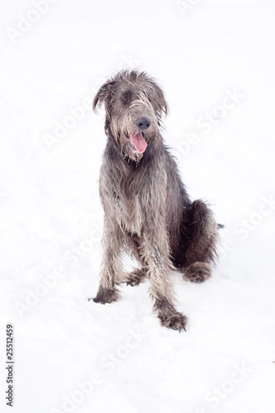 Obraz Irish wolfhound