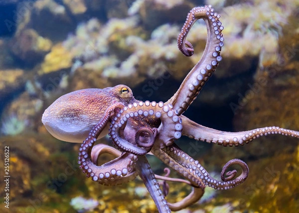 Obraz Close-up view of a Common Octopus (Octopus vulgaris)