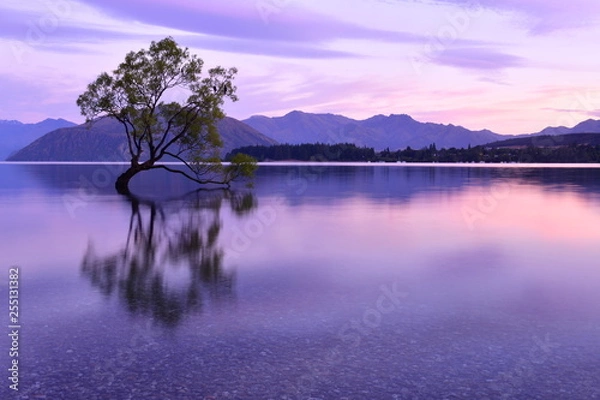 Obraz ニュージーランドのワナカツリー