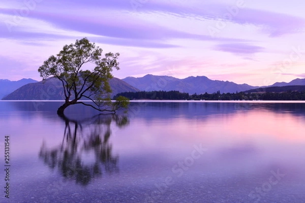 Obraz ニュージーランドのワナカツリー