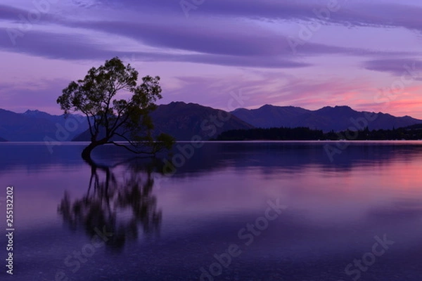 Obraz ニュージーランドのワナカツリー