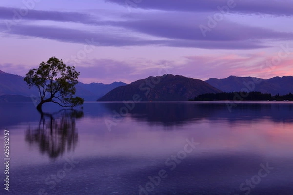 Obraz ニュージーランドのワナカツリー