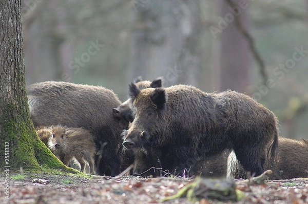 Obraz harde sanglier