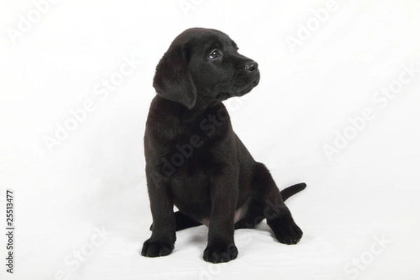 Fototapeta studio portrait of a labrador puppy