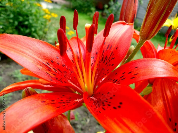 Fototapeta Beautiful fresh fragrant blooming bright red lilies in the garden, in the summer in the garden macro