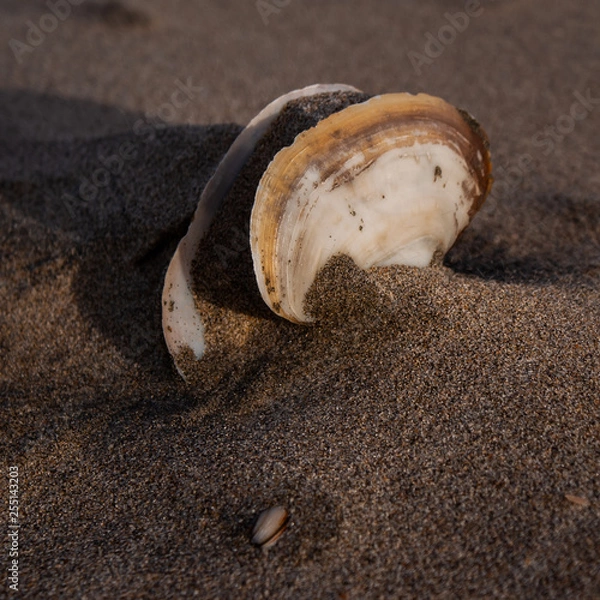 Obraz Shell on the beach