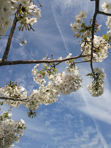 Obraz 飛行機雲と桜