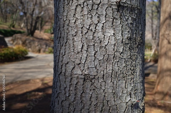 Fototapeta トウカエデの樹皮