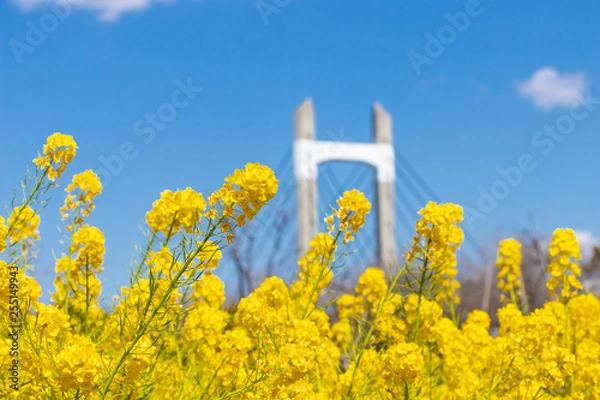 Fototapeta 菜の花と青空