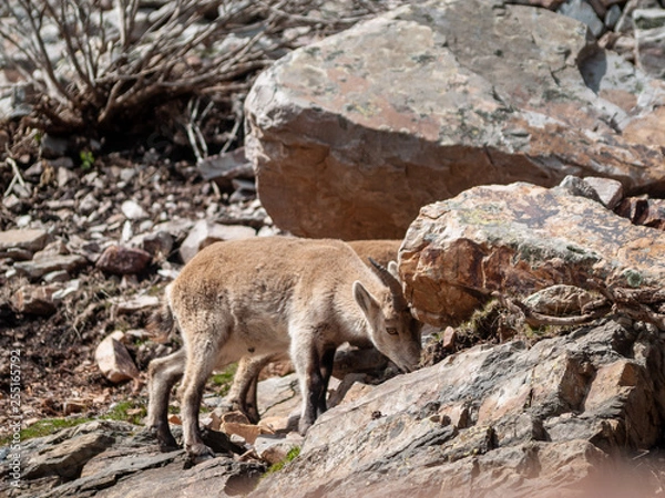 Fototapeta Iberian wild goat (Capra pyrenaica) grazing and climbing in the mountain in Salamanca, Spain