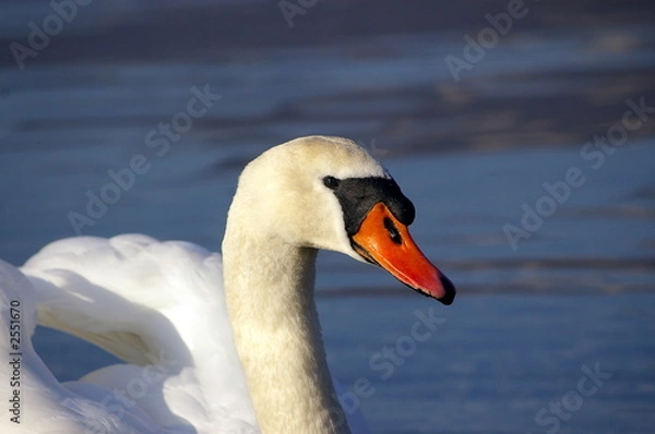 Obraz cygne