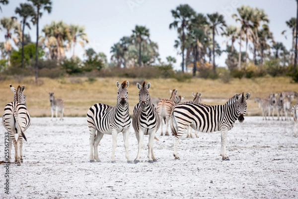 Obraz Zebras migration -  Makgadikgadi Pans National Park - Botswana