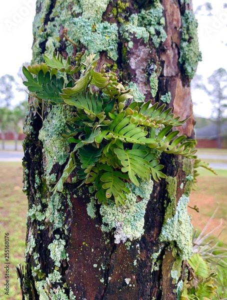 Fototapeta Fern on tree